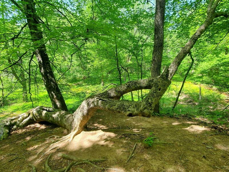 Ranger Programs and Fungi Walks