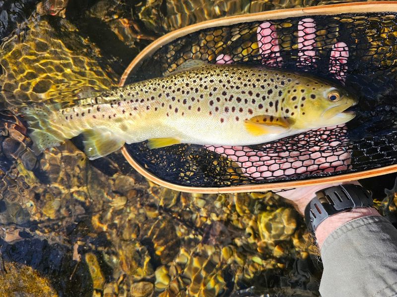 Trophy Fishing In Stocked Elk Creek