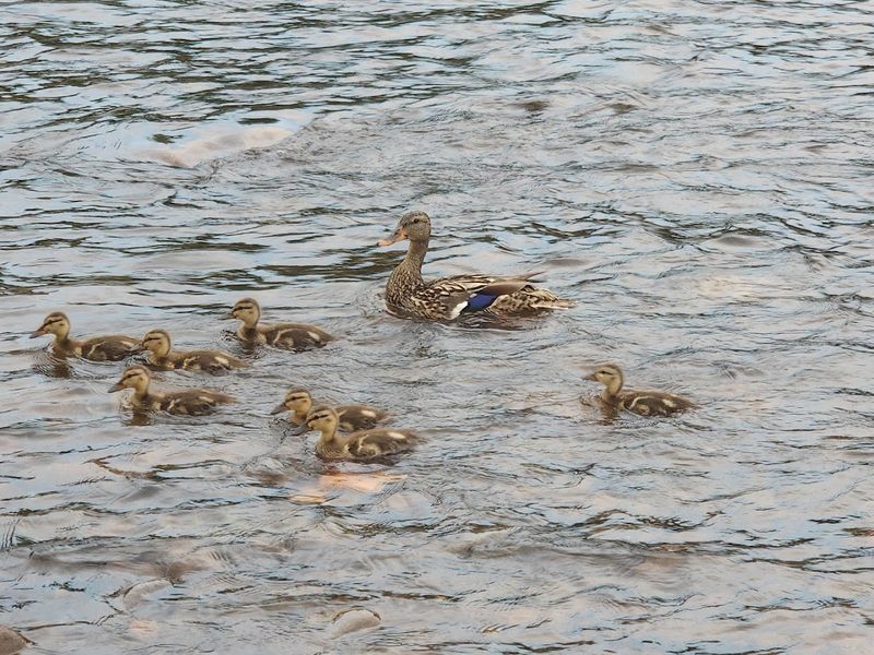 Wildlife You Might Spot on the Float