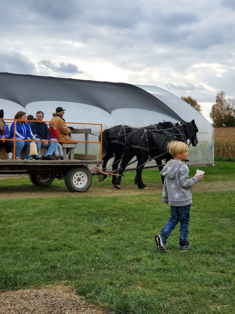 Horse Wagon Rides Across the Farm