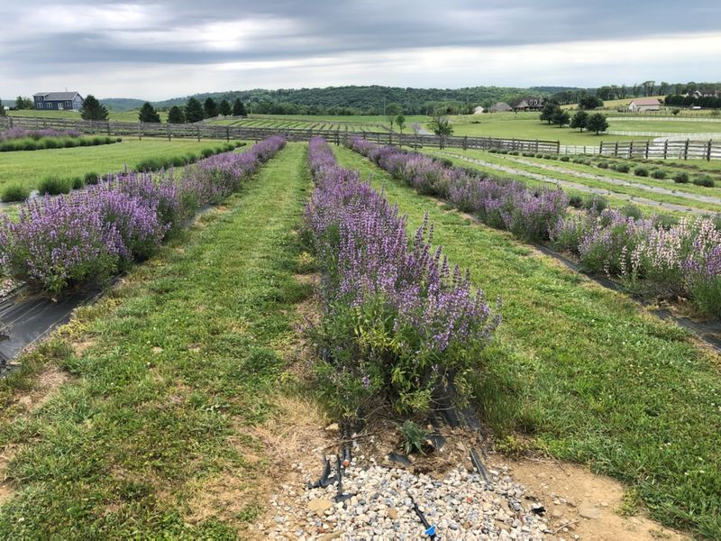 Purple Pastures Lavender Farm