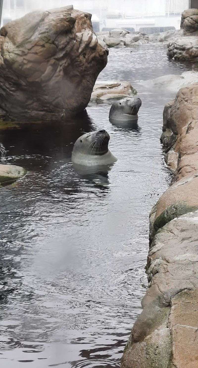 Marine Mammals and Interactive Experiences