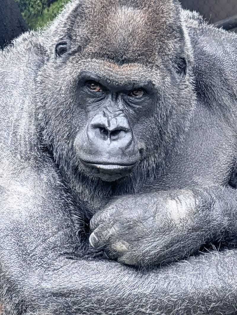 Franklin Park Zoo, Boston