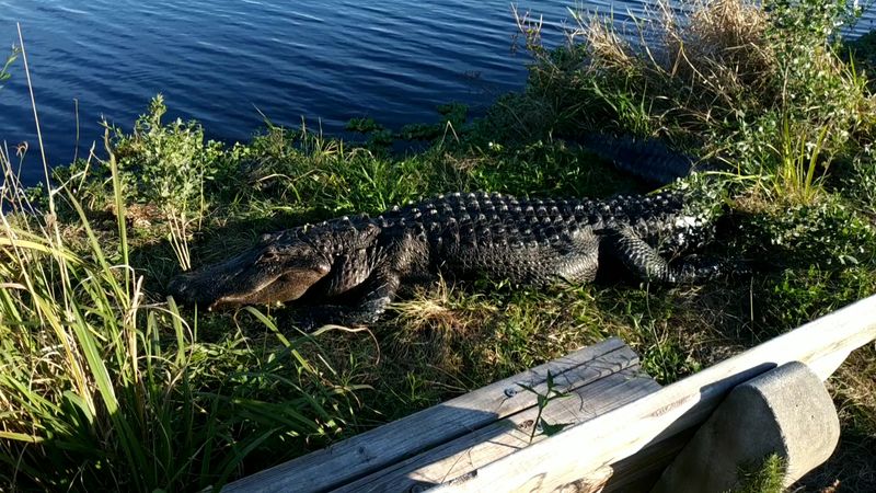 Paynes Prairie La Chua Trail