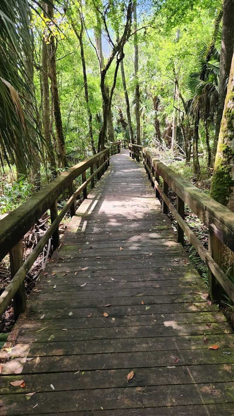 Highlands Hammock State Park &mdash; Sebring, FL