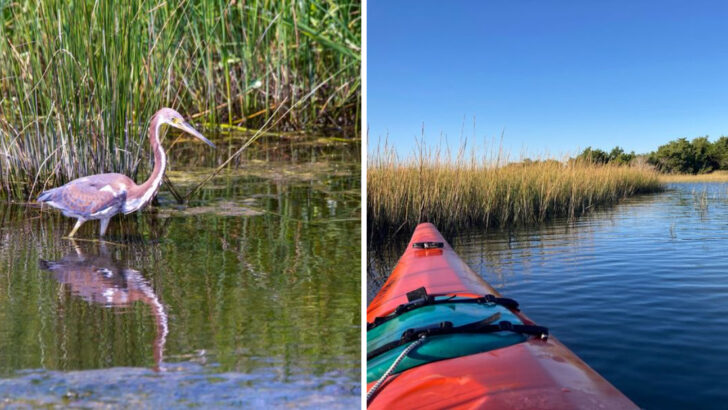 National Wildlife Refuges Across North Carolina Where You Can Hike, Paddle, and Spot Species You Won&rsquo;t Find Anywhere Else in the Eastern US