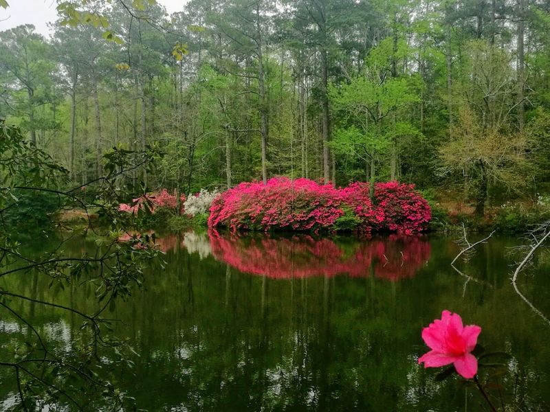 The Overlook Azalea Garden Experience