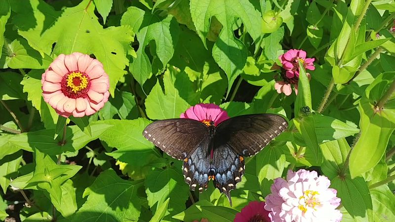 Pollinator Meadows Full of Seasonal Change