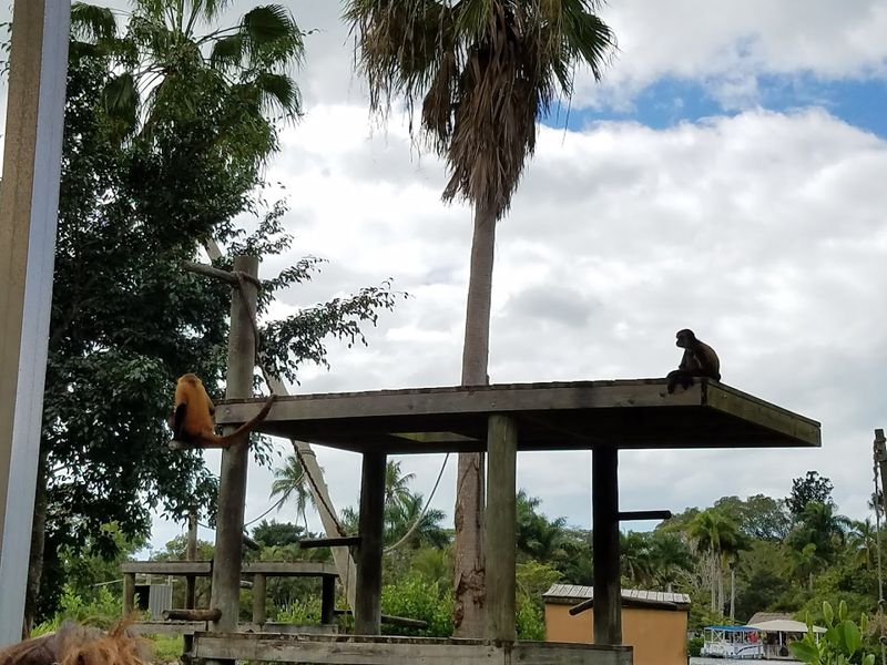 The Playful And Diverse Primate Collection