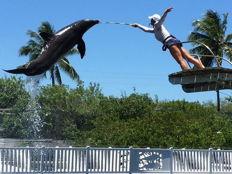 Getting The Most From The Dolphin Show
