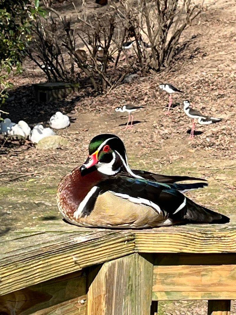 Special Events Like Duckling Day and Penguin Point