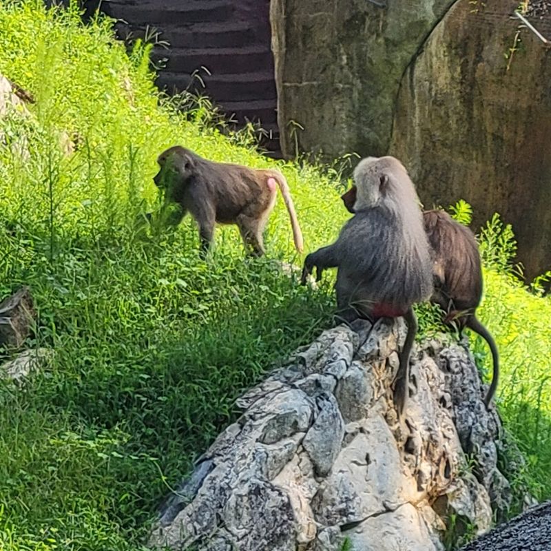 Asia Expansion Preview