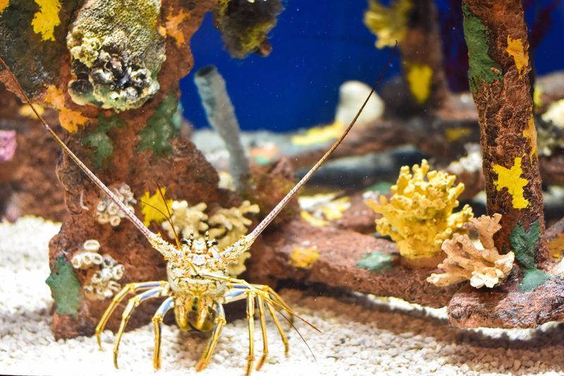 Museum of Coastal Carolina - Ocean Reef Gallery