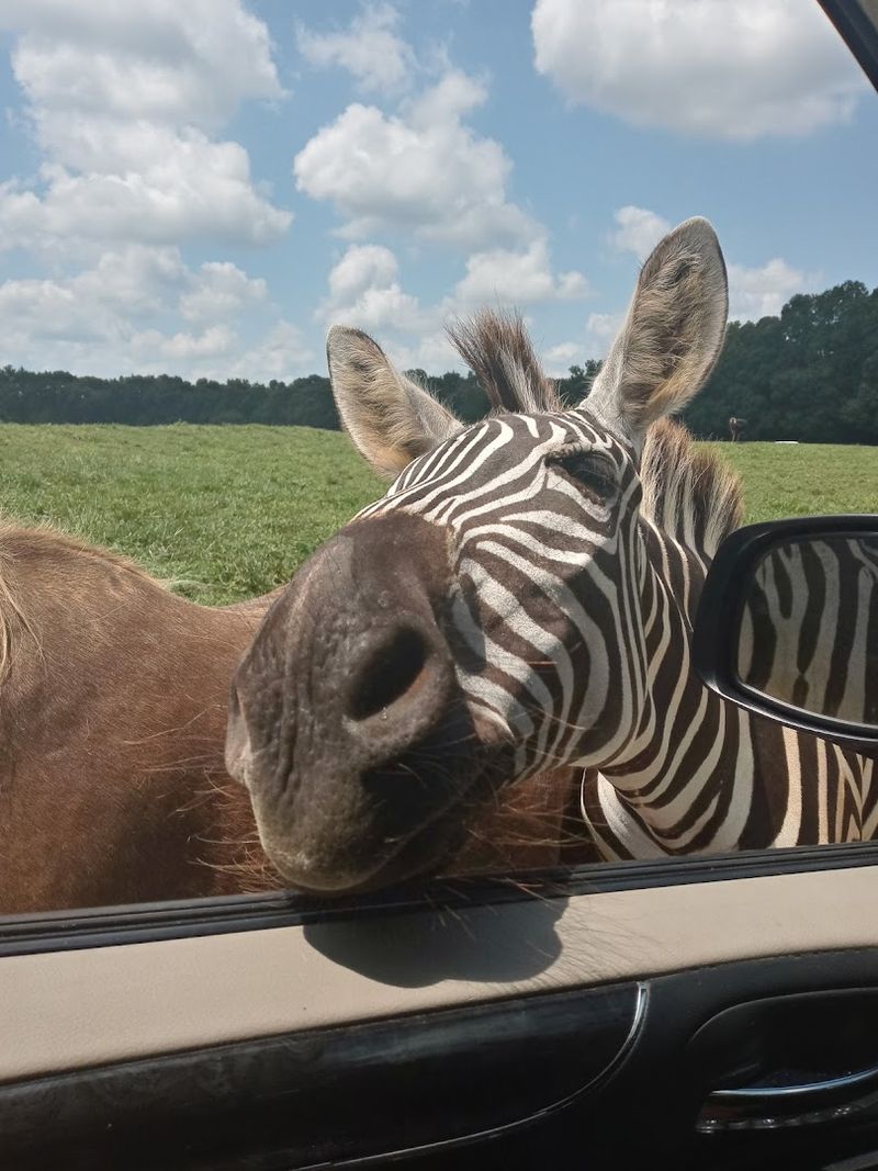 Lake Hartwell Wildlife Safari (Hartwell)