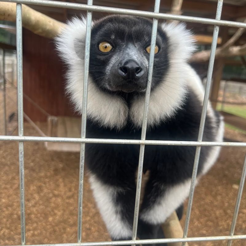 Georgia Untamed Zoo (Hogansville)