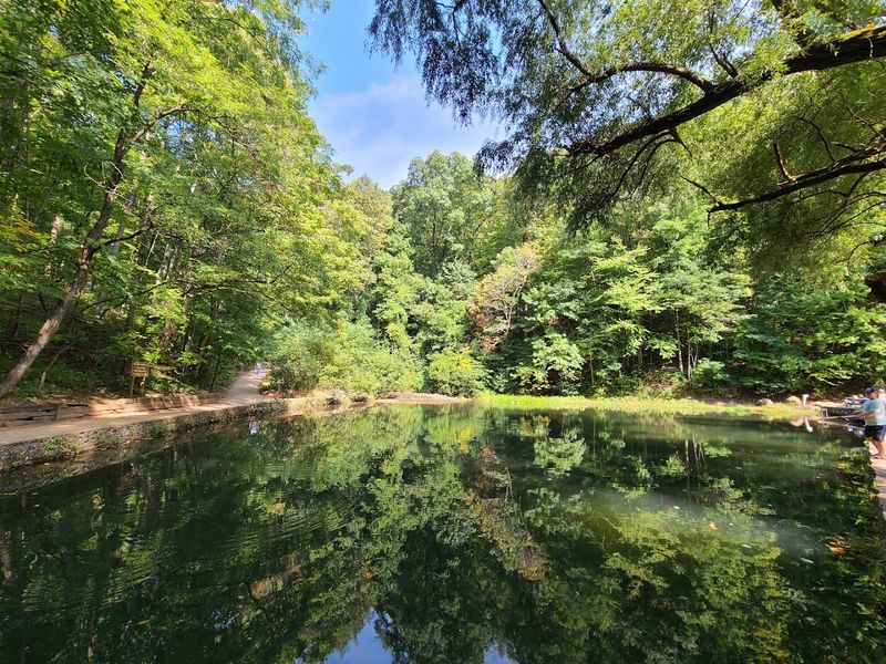 Flora and Fauna: A Living Forest Surrounds the Falls