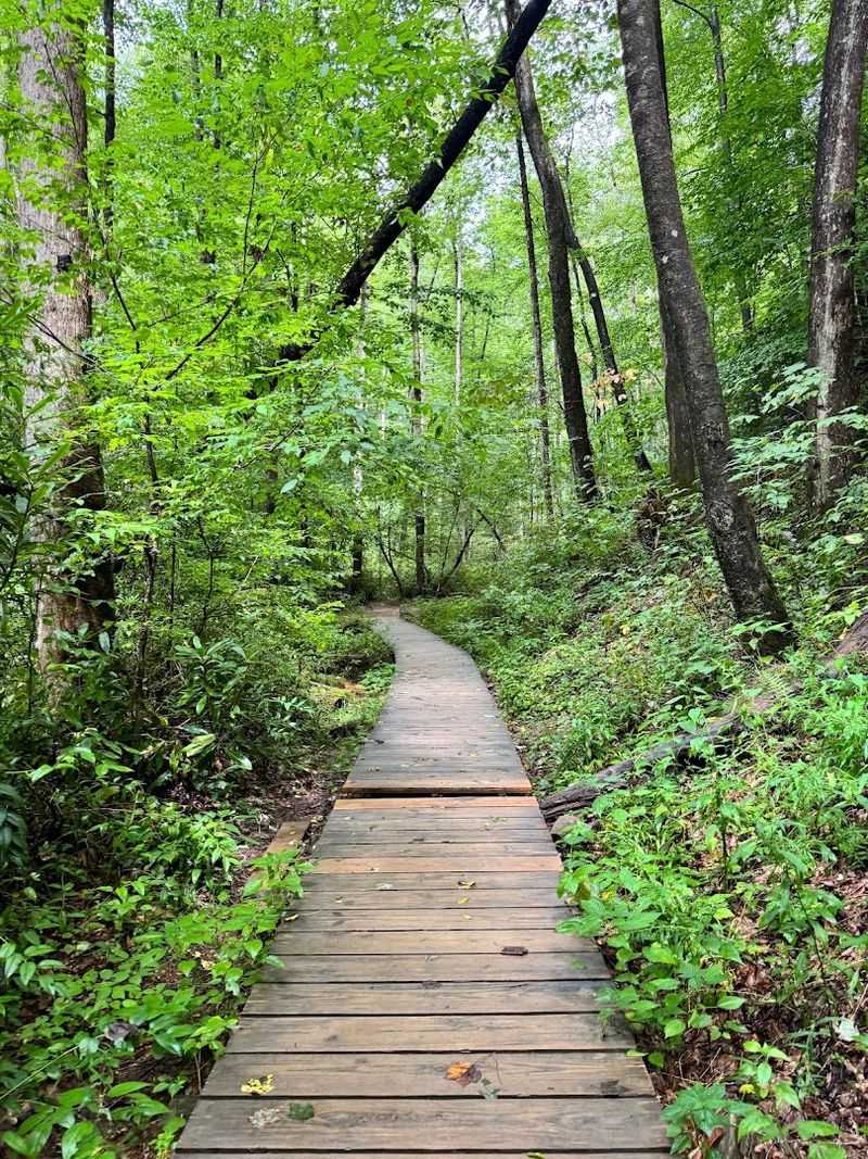 Moore Cove Falls Trail