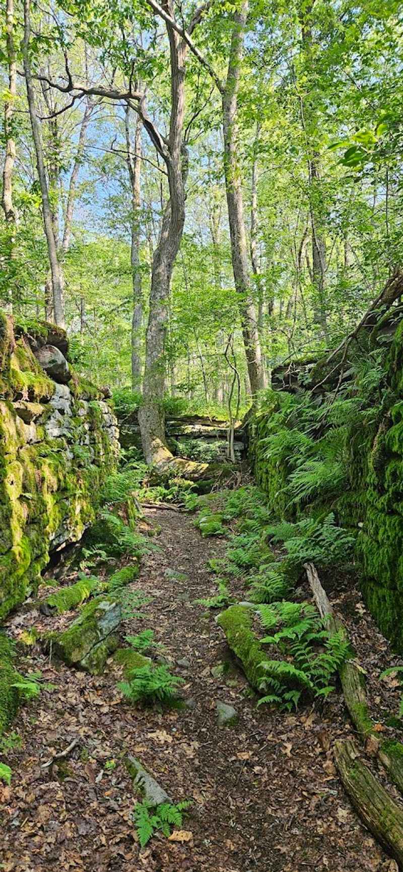 Laurel Highlands Hiking Trail