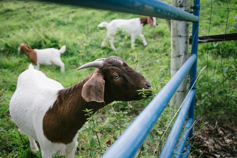 Berry Fields Farm Stay (New Albany, Bradford County)