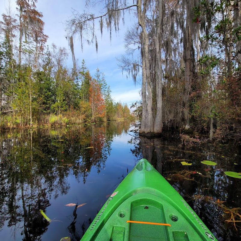 Paddling Deep Into the Okefenokee Swamp