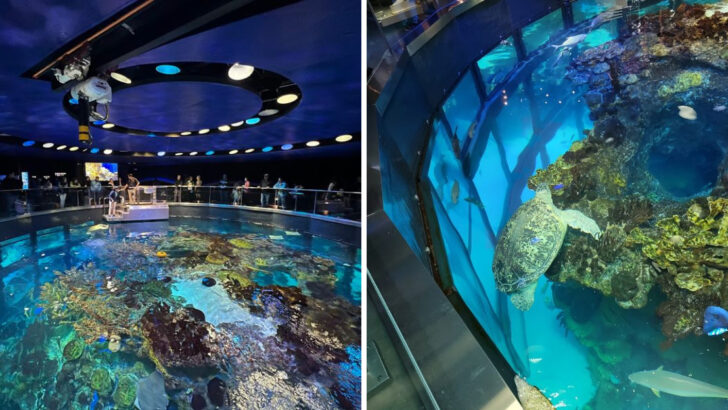 One Of Massachusetts&rsquo; Best Family Attractions Has Penguins, Sea Turtles, And A Four-Story Reef Tank