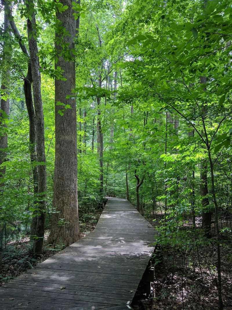 The Eastern Hemlock Trees That Make This Preserve Truly Unique
