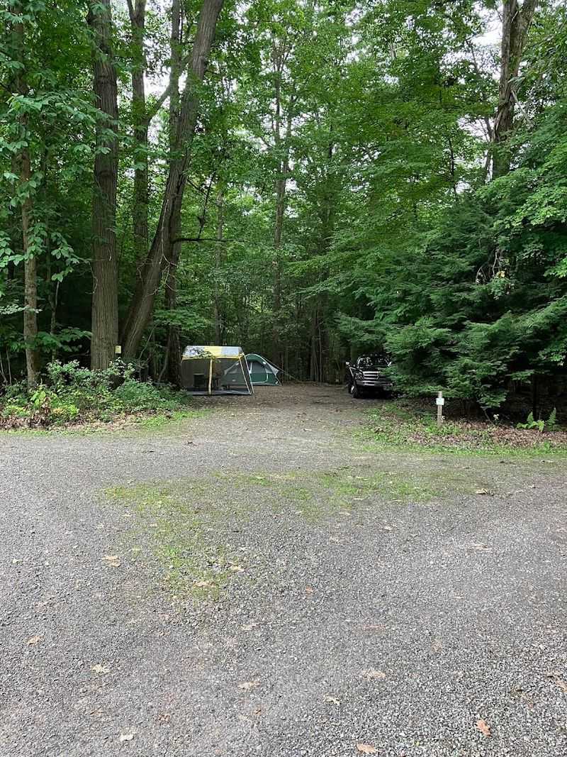 The Ancient White Pines That Have Stood for Over 300 Years