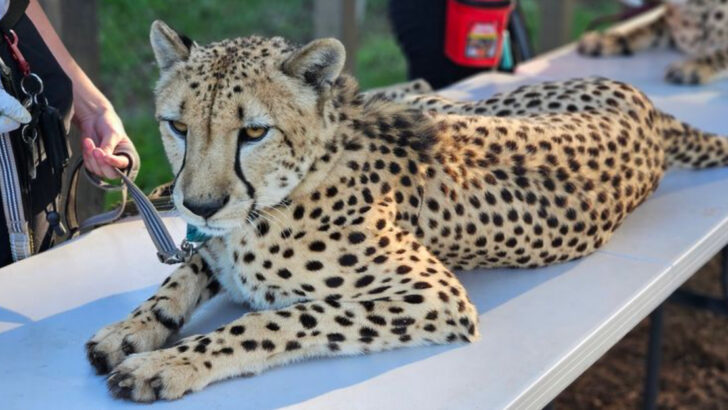 One Woman in Florida Dedicated Her Life to Saving Big Cats and Built an Entire Sanctuary to Do It
