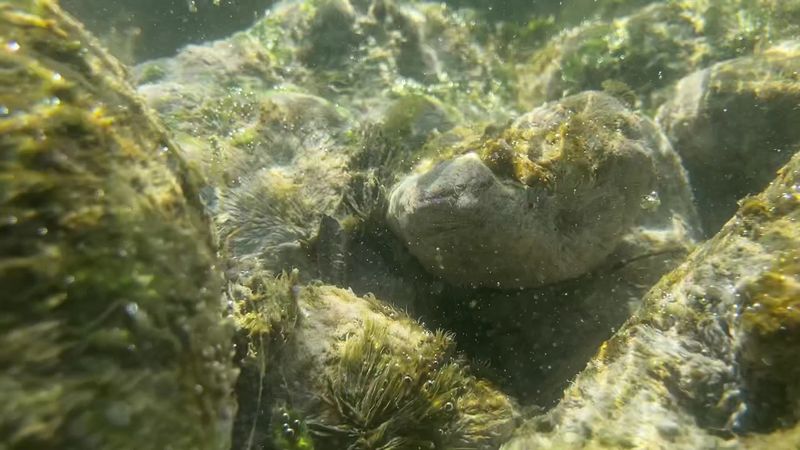 Fossils of Ice Age Animals Beneath the Surface