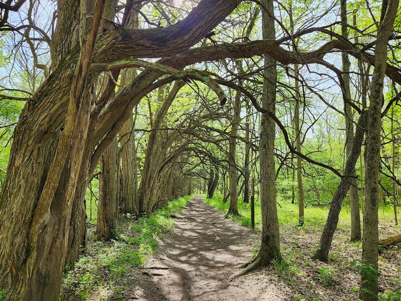 The Osage Orange Tree Tunnel