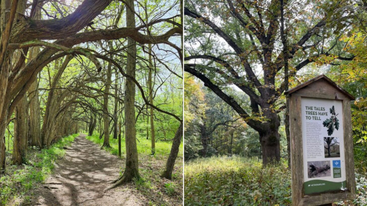 One of Ohio&rsquo;s Most Unique Trails Lets You Walk Through a Naturally Formed Tree Tunnel