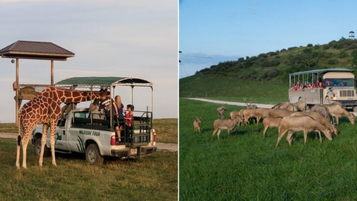 One of the Largest Conservation Parks in North America Is in Ohio and It&rsquo;s Home to a 10,000-Acre Open-Range Safari