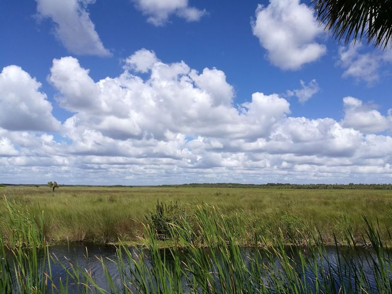 A Rare Swamp Ecosystem You Won't Find Elsewhere