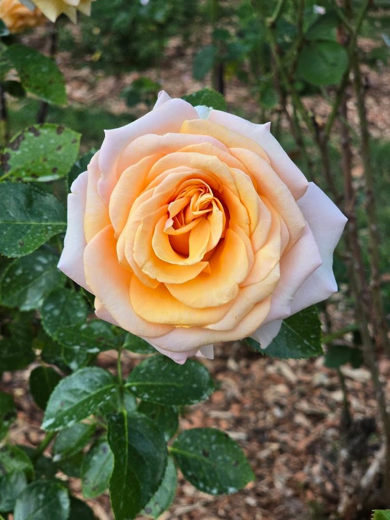 A Stunning Variety of Roses in Full Bloom