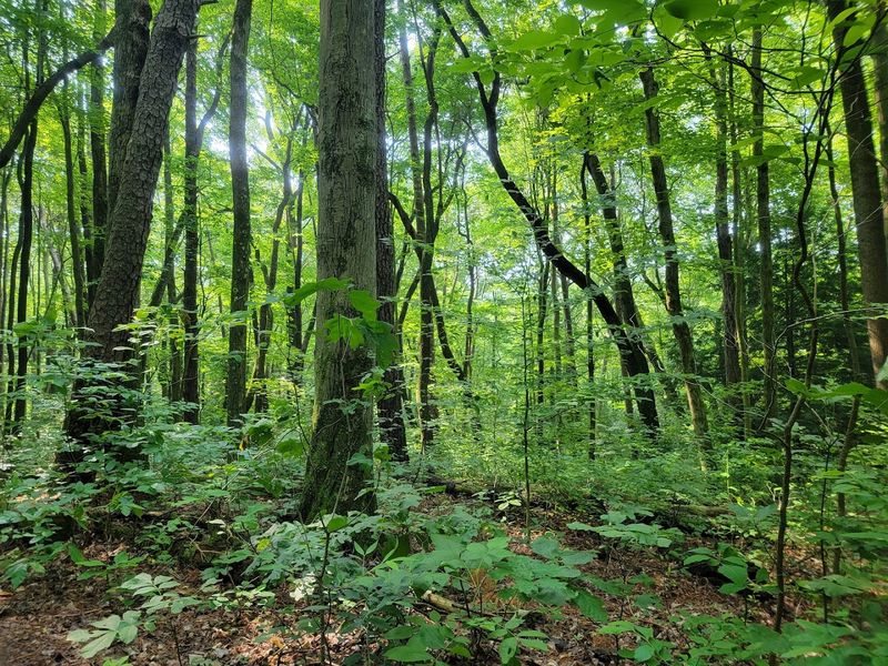 Home to Ohio's Largest State Nature Preserve