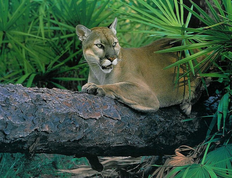 The Elusive Florida Panther