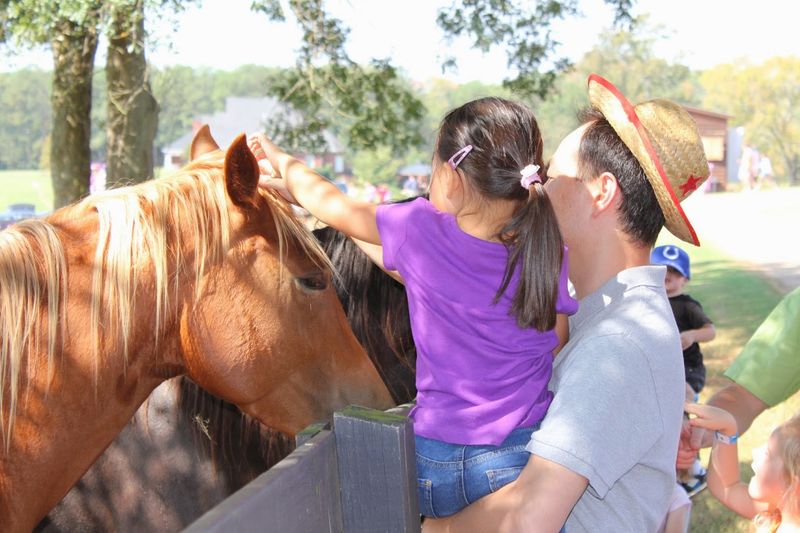 Animals on the Farm: More Than Just the Racing Pigs