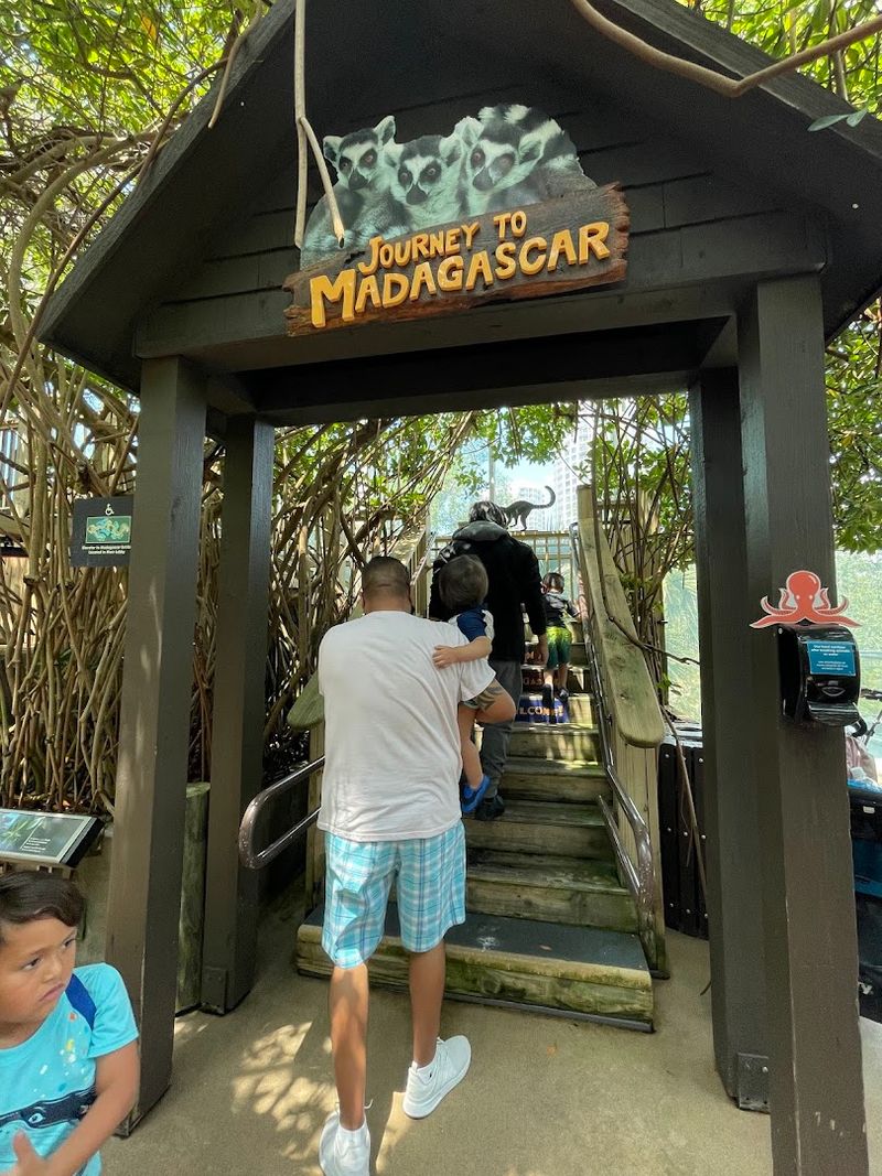 Madagascar Journey Lemur Habitat