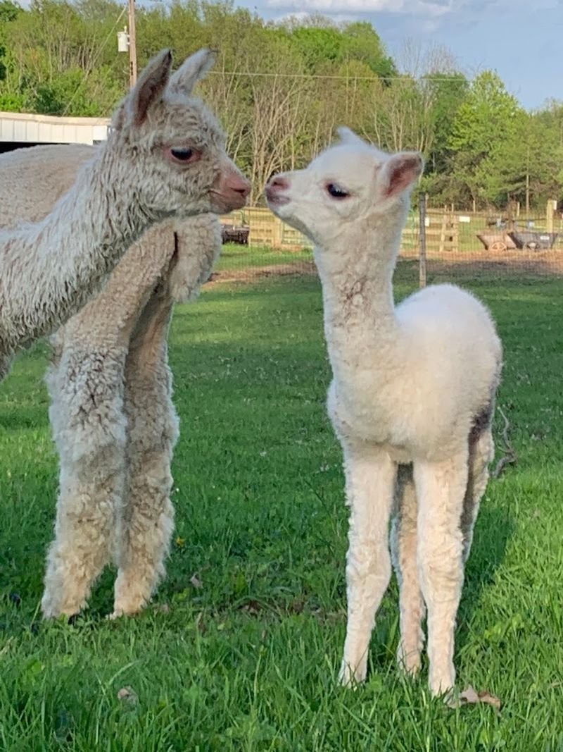 Alpaca Meadows (Mansfield, OH)