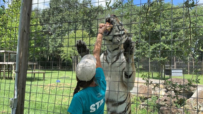 Rescued Big Cats: Lions, Tigers, Leopards, and More
