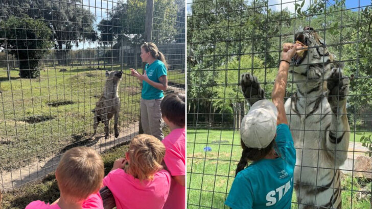Over 100 Rescued Big Cats, Lemurs, Hyenas, and Maned Wolves Live Together on One Florida Farm