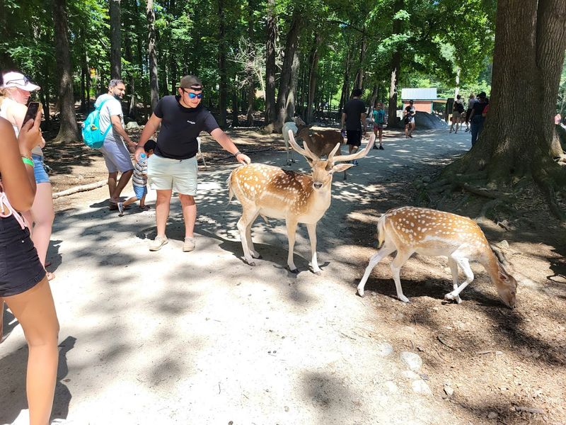 The Famous Deer Forest Walk