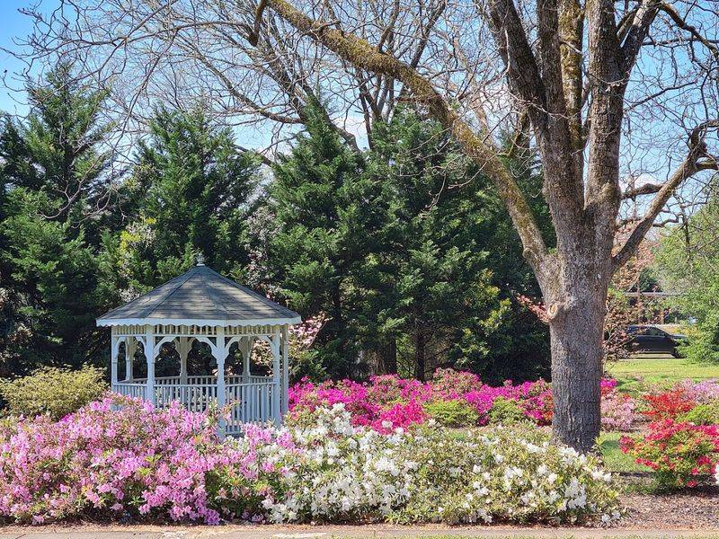 Native Azaleas of West Georgia