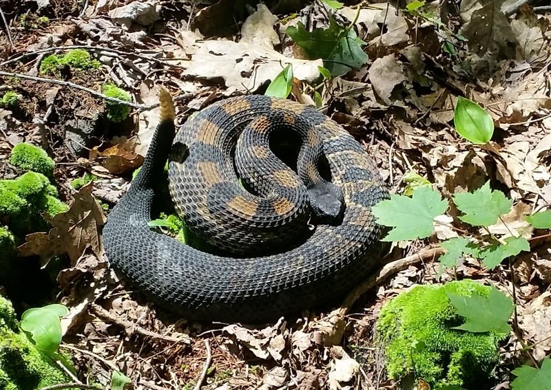 Wildlife You Might Encounter Along the Way