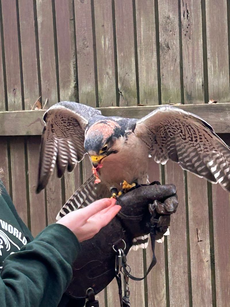 Falcons and Their Fierce Personalities