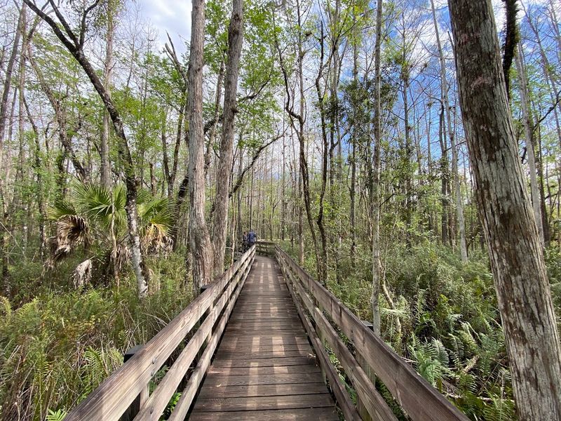 Six Mile Cypress Slough Preserve Boardwalk