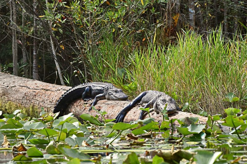 Alligator and Wildlife Watching