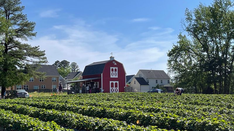 Buckwheat Farm (Apex)