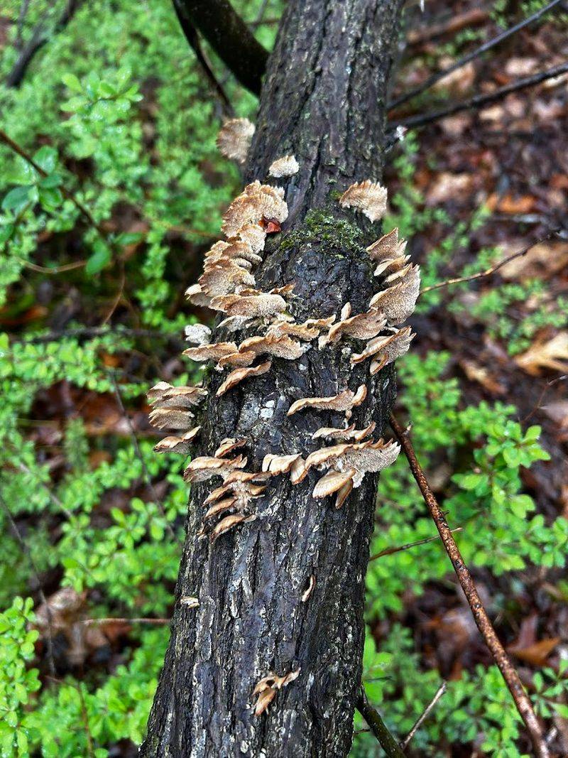 Strawberry Hill Nature Preserve (Gettysburg)