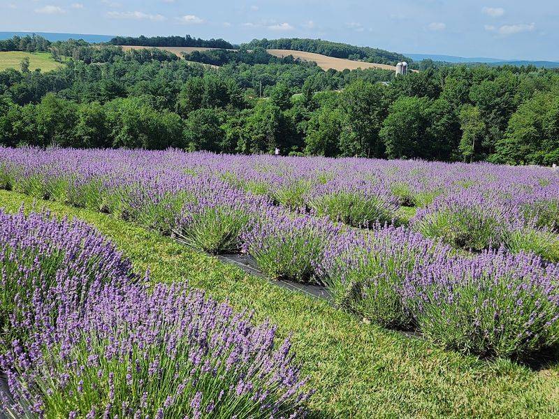 Hope Hill Lavender Farm